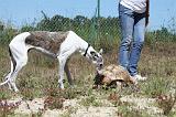 GREYHOUND & TORTUE GEOCHELONE SULCATA 046